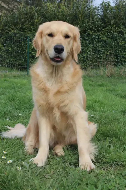 Golden Retriever  M Vert Des Grenouillettes Du Vexin eab55 photo 3
