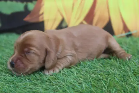 Cocker Spaniel Anglais  Femelle Fauve Of Caniland'S D 8fed6