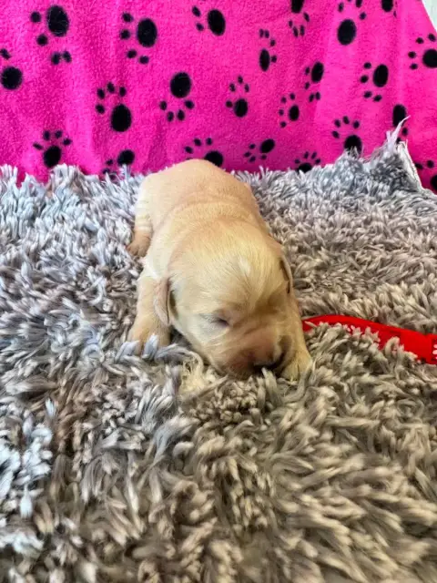 Golden Retriever  Collier Rouge Des Gardiennes De La  ef970 photo 3