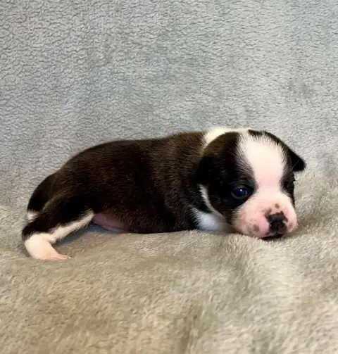 Staffordshire Bull Terrier  Bringée Et Blanc Patasneg bc9f4