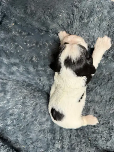Cocker Spaniel Anglais  Chiot N°6 Du Moulin De Madjur af47e photo 2