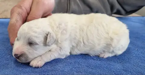 Bichon Frise  Chiot N°1 Des Hirondelles Du Voyage photo 2