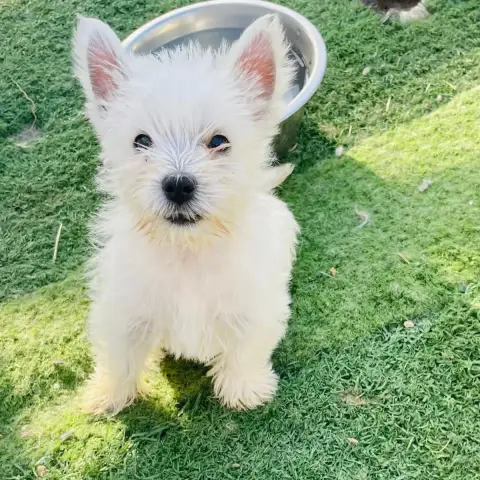 West Highland White Terrier  Boss