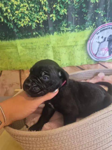 Cane Corso  Chiot N°10 Des Diamants Du Colisée Jcm photo 2