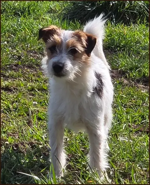 Jack Russell Terrier  Volverine De La Bruyère De Jade f0845
