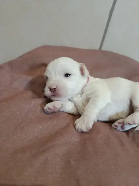 Coton De Tulear  Rose Du Haut De Champfleury
