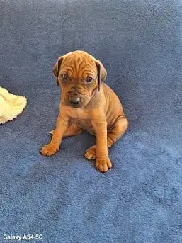 Adopter Rhodesian Ridgeback 
                        Benhur D eb3ec