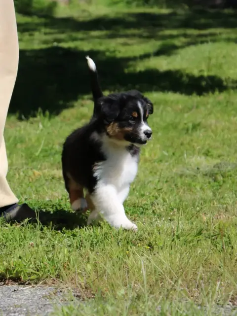Berger Australien  Chiot N°3 De Windy'Stia photo 3