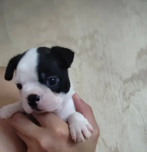 Boston Terrier  Chiot N°2 De Yu Box