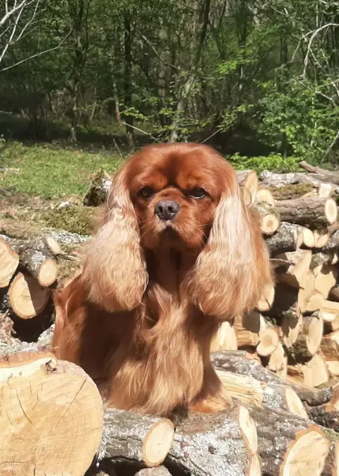 Cavalier King Charles Spaniel  Chiot 4 Du Royaume De  4d138 photo 3