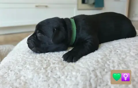 Labrador Retriever photo 2