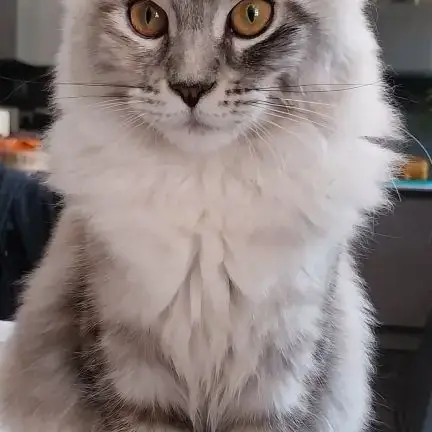 Chaton Maine Coon