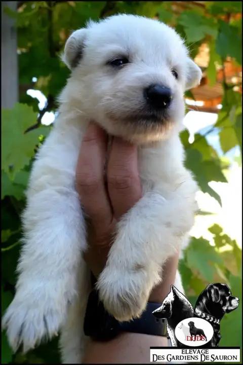 Berger Blanc Suisse photo 3