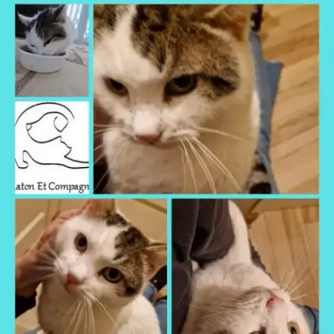 Babibel Chat Câlin