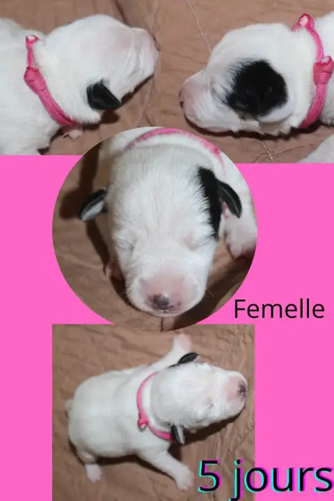 Parson Russell Terrier  Collier Rose Du Domaine Des P d0fca