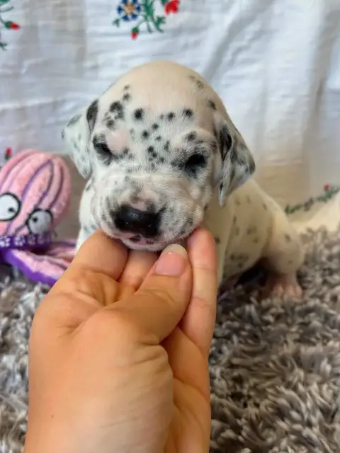 Dalmatien  Collier Violet Des Gardiennes De La Vallée a6375