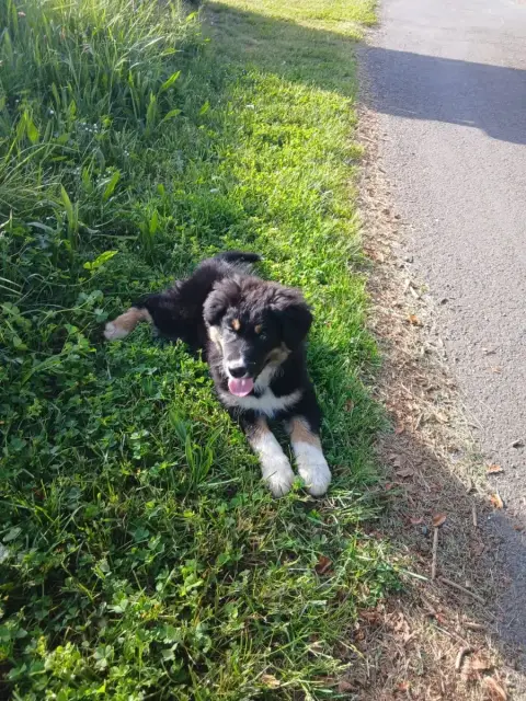 Berger Australien  Chiot N°5 De L'Orée Du Bois Des So 63ff3