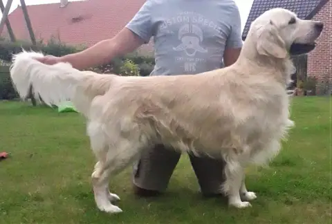 Golden Retriever photo 3