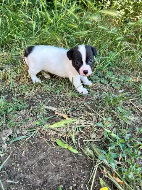Jack Russell Terrier  Chiot N°1 Of Spirit Mountain