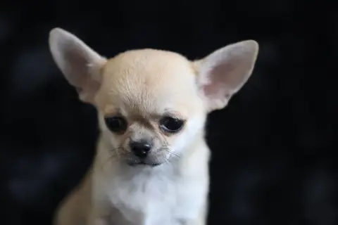 Chihuahua  Chiot N°1 Du Royaume De Matiliane photo 3