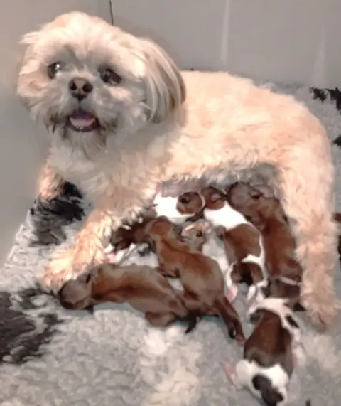 Shih Tzu  Chiot 4 Du Domaine Des Plaines D'Argent