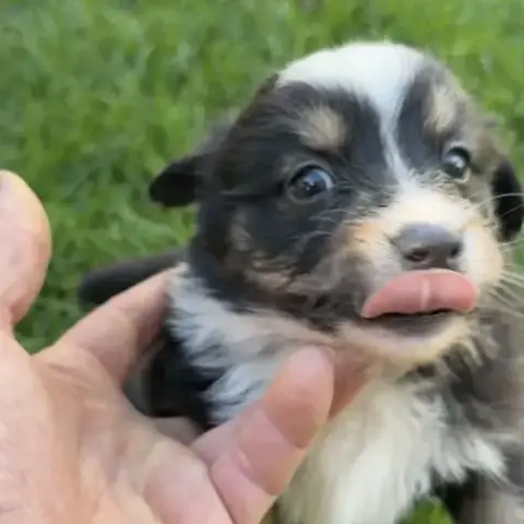 Chiot Berger Americain