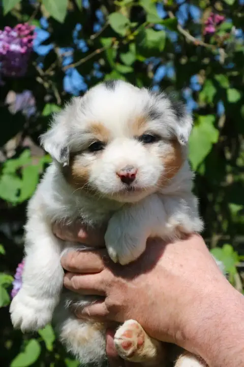 Berger Australien  Chiot N°8 De Windy'Stia photo 2