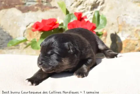 Chien Finnois De Laponie  Best Bunny Courtequeue Des  874d0