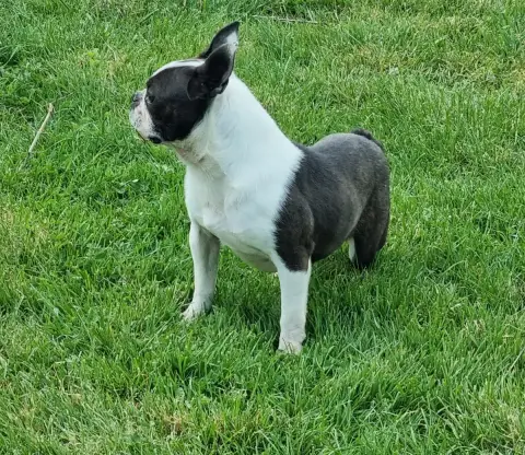 Boston Terrier  Abigael Du Logis De Beaumanoir photo 2