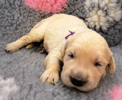 Golden Retriever  Babette