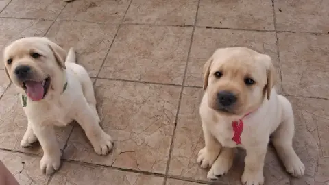 Labrador Retriever photo 3