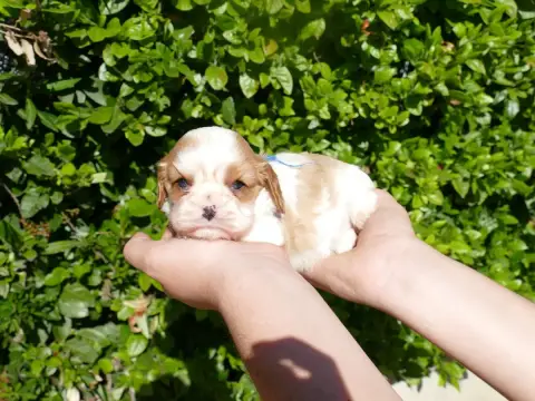 Cavalier King Charles Spaniel photo 2