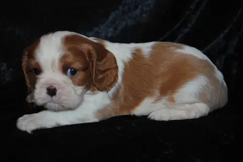 Cavalier King Charles Spaniel  Bambi De La Colline Au 95590 photo 3