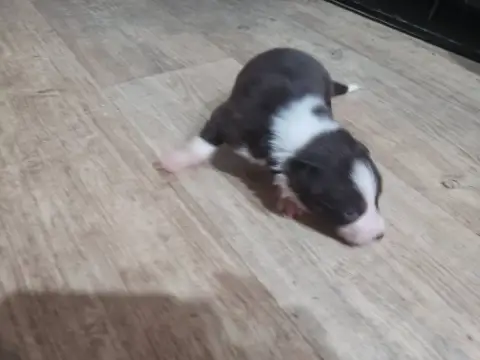Border Collie 
                        Femelle Rouge  96ac7