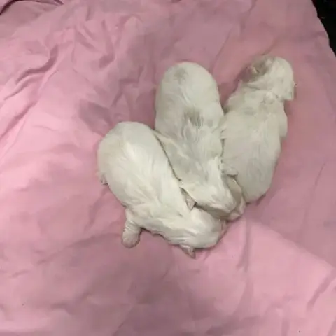 Adorable