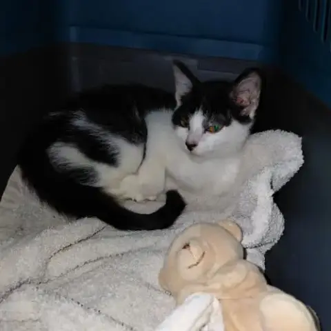 Barnabe Chaton