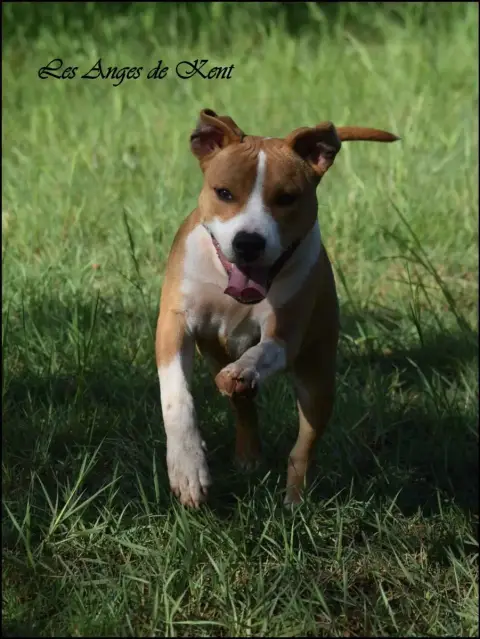 American Staffordshire Terrier  M1 American Apollo Le 78cb7 photo 3