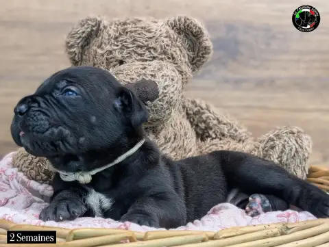 Cane Corso  Collier Beige De La Treizieme Legion photo 3