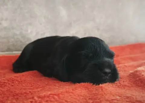 Cocker Spaniel Anglais  Chiot 2 Du Royaume De Lecki d2f32
