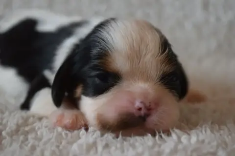 Cavalier King Charles Spaniel  B....... Du Millésime  f4d70