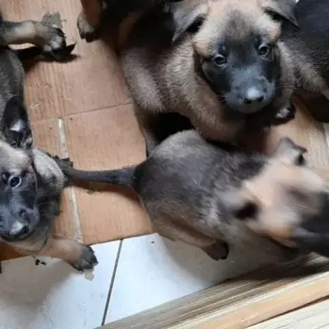 Chiots Berger Belge Malinois
