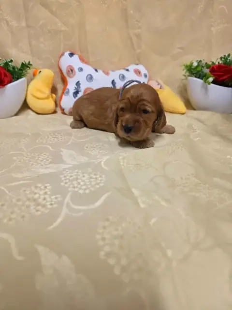 Adopter Cocker Spaniel Anglais 
                        B.... 2b8b2