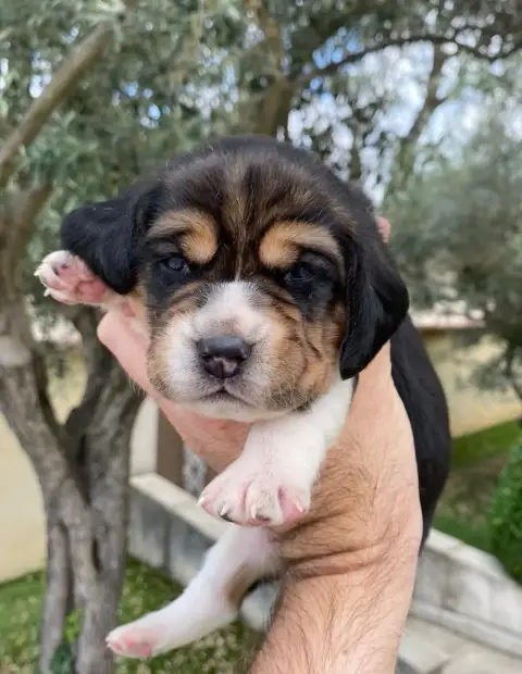 Beagle  Boss De Marcoutel