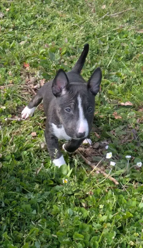 Bull Terrier Miniature  Bun'S photo 2