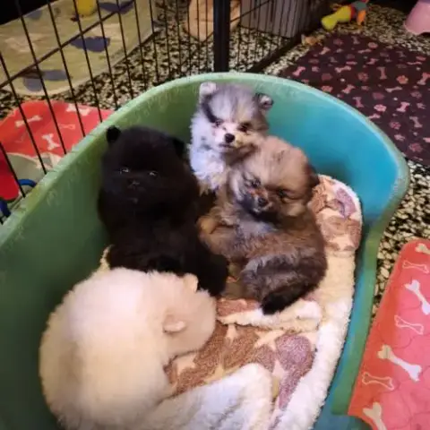 Magnifiques Chiots Spitz