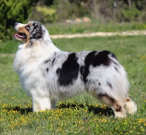 Berger Australien  Boréal Spirit Flocon De La Ferme D 147aa photo 3