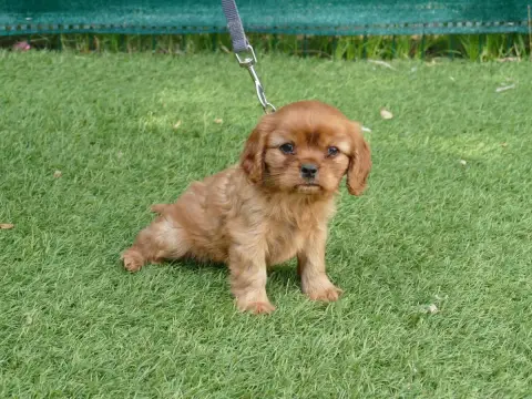 Cavalier King Charles Spaniel  Chiot N°1 Du Temps Des 41e8e photo 2