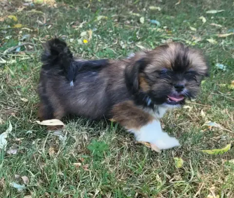 Lhassa Apso  Bessy Des Marais De Courmont