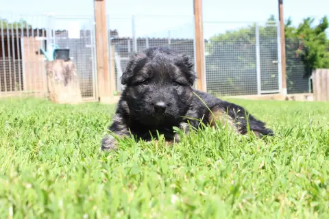 Berger Allemand Poil Long  Chiot 4 De L'Hacienda Del  32fe5 photo 3