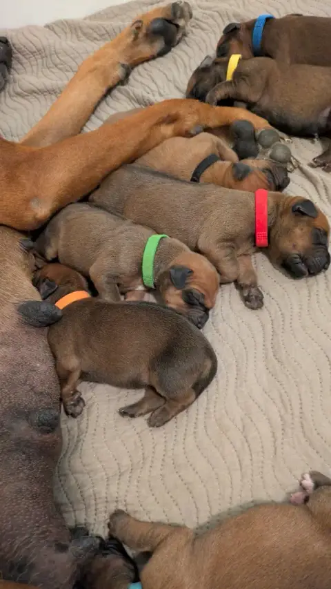 Rhodesian Ridgeback photo 2